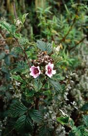 Image result for Rubus pinnatus