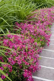 Red Wings Creeping Phlox Creeping Phlox Phlox Plant Plants