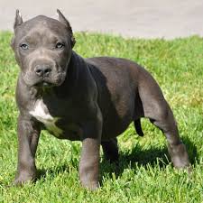 Pitbull Puppies For Sale Bully Pitbull Pups Blue Pits Pitbull Puppies Pitbull Puppies For Sale Puppies