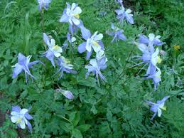 Aquilegia Coerulea Colorado Blue Columbine Native Plants Of North America In 1925, the general assembly made it the duty of all citizens to protect this rare species from needless destruction or waste. aquilegia coerulea colorado blue