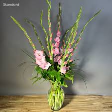 Image result for Gladiolus melleri