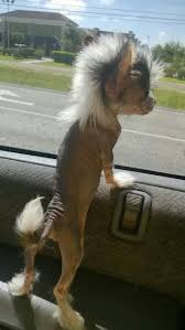 pin on dog breeds