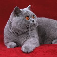 Cins Kedi Sahiplendirme Platformu Home Facebook