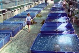 Piscinas Cuadradas En Recinto De Piscicultura Interior Fish Farming Aquaponics Hydroponic Gardening