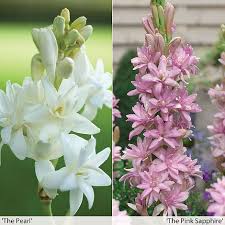 Image result for Polianthes