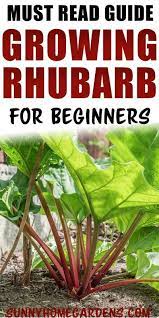 How To Grow And Care For Rhubarb Growing Rhubarb Rhubarb Gardening For Beginners
