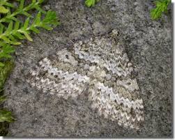 Image result for Entephria caesiata