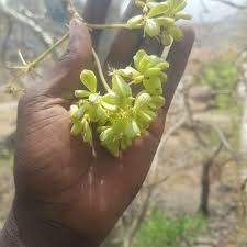 Image result for Steganotaenia