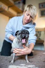 If you have an older dog who has started to slow down on walks and has difficulty getting up and down the stairs, your dog may be suffering from arthritis. Vet Reveals How To Save Dogs From Being Put Down Before Their Time Due To Arthritis Mirror Online