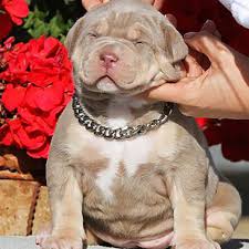 Check spelling or type a new query. Xv Bullies Breeder Of American Bully Xl In Spain