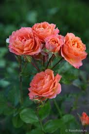 We did not find results for: 9 Pravila Za Podryazvane Na Rozite Gradina Bg Beautiful Flowers Love Flowers Flowers