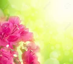1,581 free images of flower border. Beautiful Abstract Floral Background With Pink Flowers Border Stock Photo Picture And Royalty Free Image Image 15824035