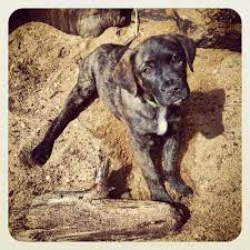 My Puppy Harper Shes A Brindle Boxador Cutie Dog Life Puppies Hunting Dogs Breeds