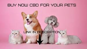 As the most natural supplement. Cats Cbd Oil Cancer Youtube