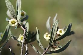 Image result for Diospyros dichrophylla