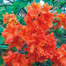 Gibraltar Hardy Azalea Rhododendron Buy At Michigan Bulb
