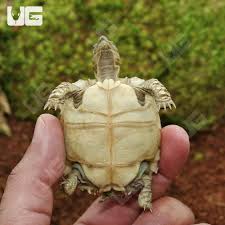 Image result for Grewia sulcata