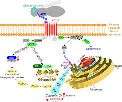 They provide monthly service that eliminates most of the known issues. Frontiers The Role Of Peptide Hormones In Insect Lipid Metabolism Physiology