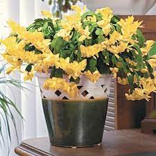 The image of the plants were beautiful flowering plants. Yellow Holiday Cactus Direct Gardening