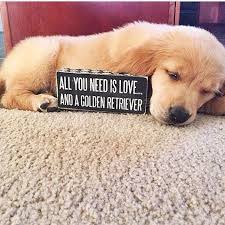 Golden Retrievers On Instagram When You Realize You Have School Work Tomorrow Welovegoldens Dogs Golden Retriever Golden Retriever Retriever