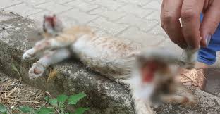Izmir De Vahset Yavru Kedi