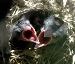 Image result for Eriochloa macclounii