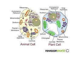 Check spelling or type a new query. Plant Cells Vs Animal Cells Gcse Revision Biology Cell Activity Plant Cells Vs Animal Cells Revision World