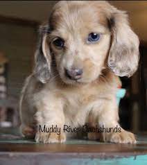 Blue Based Red Dapple Dachshund In 2020 Dachshund Puppy Miniature Dapple Dachshund Dapple Dachshund Puppy