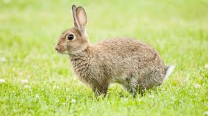 The new zealand is a breed of rabbit, which despite the name, is american in origin. Why New Zealand Is Releasing A Rabbit Killing Virus Bbc News