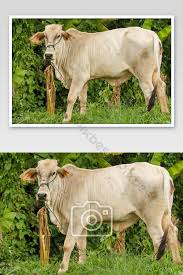 We did not find results for: Gambar Lembu Peliharaan Haiwan Ternakan Berkuku Mamalia Fotografi Jpg Percuma Muat Turun Pikbest