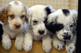 We did not find results for: English Setters For Sale Petfinder