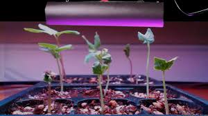Check spelling or type a new query. Best 300 Watt Led Grow Light Panel Full Spectrum With Ir Veg Bloom Dual Mode Review Youtube