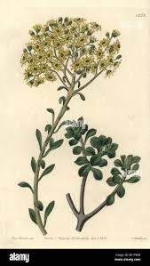 Image result for Lycium villosum