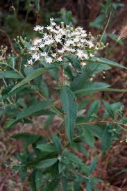 Image result for Vernonanthura polyanthes