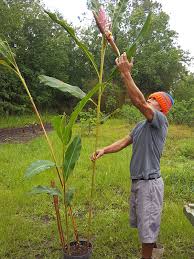 We did not find results for: Xl Giant Pink Shell Ginger Plant Alpinia Malaccensis Urban Tropicals
