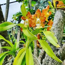 Image result for Vandellia subracemosa