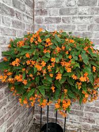 Image result for Begonia sutherlandii