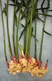Top 10 Tips On How To Grow Ginger Indoors Growing Ginger Indoors Growing Ginger Plants
