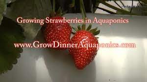 We Share Strawberry Secrets And Tips On Growing Them In Aquaponics You Will See How We Grow Strawberries In The N Aquaponics Growing Strawberries Grow Organic