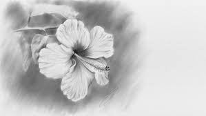 But something i think you'll quickly find. Realistic Pencil Drawing Images Flowers Rectangle Circle