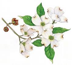 Before colonization there were many flourishing traditions of native american art, and where the spanish colonized spanish colonial architecture and the accompanying styles in other media were quickly in place. Wildflower Of The Year 2018 Flowering Dogwood Cornus Florida Virginia Native Plant Society