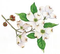 This deciduous tree grows to heights of 20 to 40 feet. Wildflower Of The Year 2018 Flowering Dogwood Cornus Florida Virginia Native Plant Society