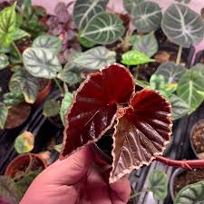 Image result for Begonia rubronervata