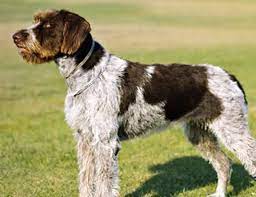 The pointer is primarily a hunting dog so this makes for an interesting mix. 8 German Shorthaired Pointer Mix Breeds The Popular And Adorable Hybrid Dogs Petpress