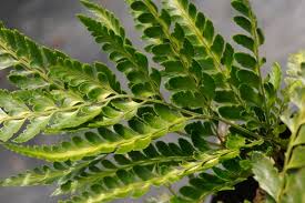 Image result for Arachniodes