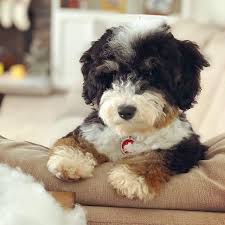 Stay updated on future goldendoodle and golden. Highfalutin Furry Babies