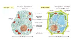 The structures found in a typical cell for both plant and animal cell includes:the cell wallthe cell membranethe nucleusthe vacoule. Cell Structure And Function Animals Cell En Membrane Organisms Plants Structure Glogster Edu Interactive Multimedia Posters