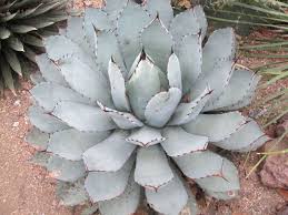 Image result for Thesium pygmaeum