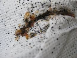 Pin On شركة مكافحة بق بمكة