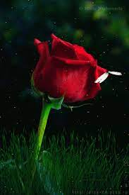 And to inculcate new thoughts within you. Pin By Sia On Les Roses De L Amitie Beautiful Roses Flowers Gif Roses Gif